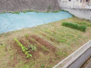 家庭菜園②